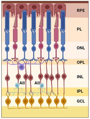 Characterizing the rod pathway in cone-dominant thirteen-lined ground squirrels